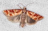 Rhyacionia buoliana