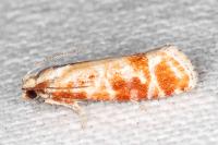 Rhyacionia buoliana