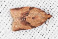 Clepsis consimilana
