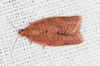 Clepsis consimilana