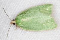 Tortrix viridana