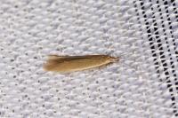 Coleophora caespititiella