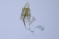 Coleophora caespititiella