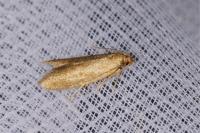 Agnoea subochreella