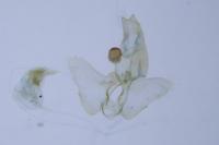 Agnoea subochreella