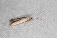 Coleophora flavipennella