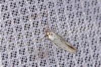 Coleophora kuehnella