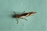 Harpella forficella