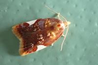 Acleris holmiana