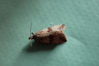 Celypha striana