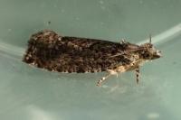 Zeiraphera isertana
