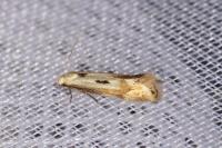 Elachista utonella