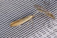 Coleophora tamesis