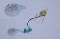 Coleophora tamesis