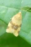 Epagoge grotiana
