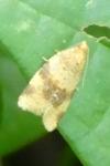 Epagoge grotiana