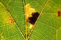 Ectoedemia heringi