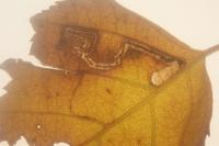 Stigmella naturnella