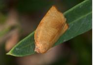 Cacoecimorpha pronubana