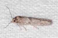 Blastobasis phycidella