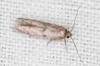 Blastobasis phycidella