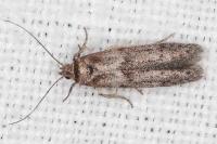Blastobasis phycidella