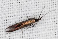 Coleophora aleramica