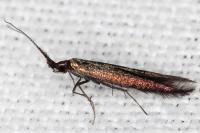 Coleophora aleramica