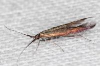 Coleophora aleramica