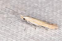 Coleophora oriolella