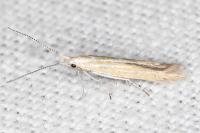 Coleophora oriolella