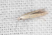 Coleophora oriolella
