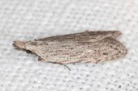 Anarsia leberonella