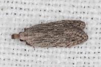 Anarsia leberonella