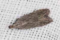 Anarsia leberonella