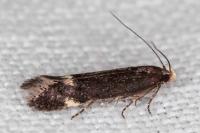 Aproaerema anthyllidella
