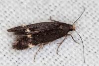 Aproaerema anthyllidella