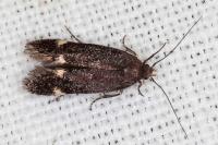 Aproaerema anthyllidella