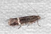 Aproaerema suecicella
