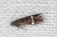 Aproaerema suecicella