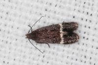 Aproaerema suecicella