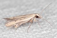 Mesophleps corsicella