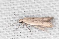 Mesophleps corsicella