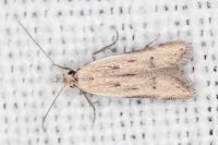 Mesophleps corsicella