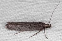 Neofaculta ericetella