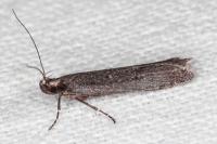 Neofaculta ericetella