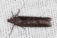 Neofaculta ericetella