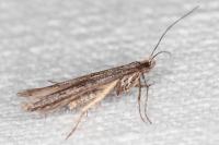 Oxypteryx helotella