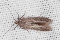 Oxypteryx helotella