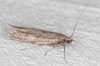 Oxypteryx helotella